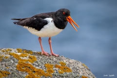 Beccaccia di mare / Austernfischer Bretagne 07.2024