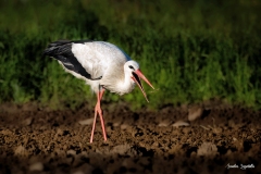 Cicogna bianca con lombrico / Storch mit Regenwurm Ticino 04 2023